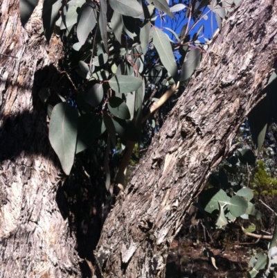Eucalyptus dives (Broad-leaved Peppermint) at Cooma, NSW - 18 May 2018 by Katarina