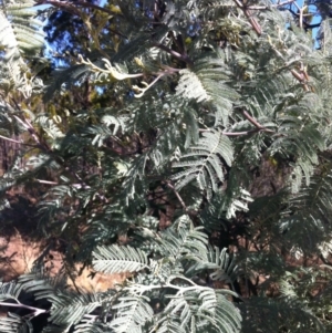 Acacia dealbata at Cooma, NSW - 18 May 2018 11:22 AM