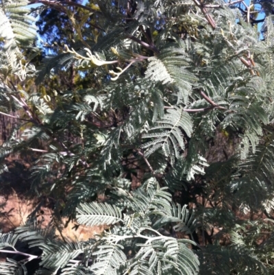 Acacia dealbata (Silver Wattle) at Cooma North Ridge Reserve - 18 May 2018 by Katarina