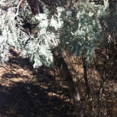 Acacia dealbata at Cooma, NSW - 18 May 2018 11:22 AM