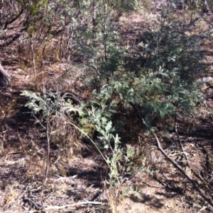 Acacia dealbata at Cooma, NSW - 18 May 2018 11:22 AM