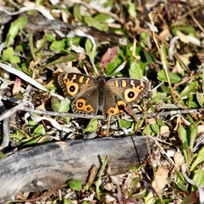 Junonia villida (Meadow Argus) at Bournda Environment Education Centre - 8 May 2018 by RossMannell