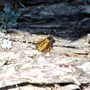 Vespula germanica at Wallagoot, NSW - 8 May 2018 11:48 AM