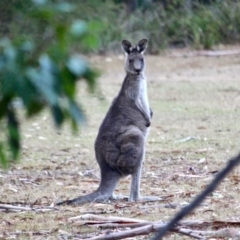 Macropus giganteus (Eastern Grey Kangaroo) at Bournda National Park - 8 May 2018 by RossMannell