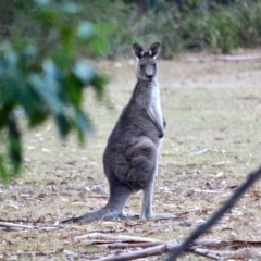 Macropus giganteus (Eastern Grey Kangaroo) at Bournda Environment Education Centre - 7 May 2018 by RossMannell