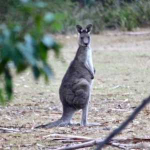 Macropus giganteus at Bournda National Park - 8 May 2018 09:01 AM