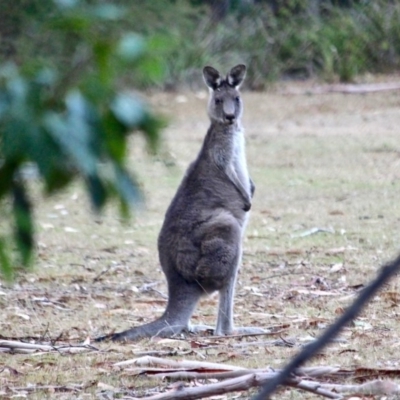 Macropus giganteus (Eastern Grey Kangaroo) at Bournda Environment Education Centre - 7 May 2018 by RossMannell