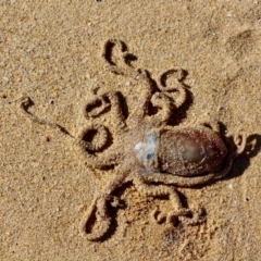 Octopus sp. at Wallagoot, NSW - 8 May 2018 by RossMannell