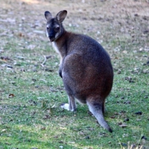 Notamacropus rufogriseus at Bournda National Park - 8 May 2018