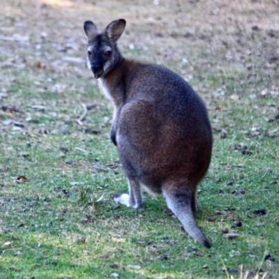 Notamacropus rufogriseus (Red-necked Wallaby) at Bournda Environment Education Centre - 8 May 2018 by RossMannell