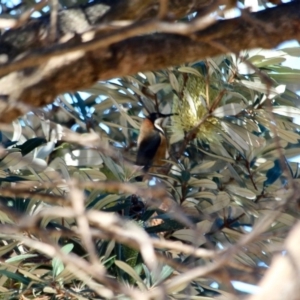 Acanthorhynchus tenuirostris at Bournda National Park - 8 May 2018
