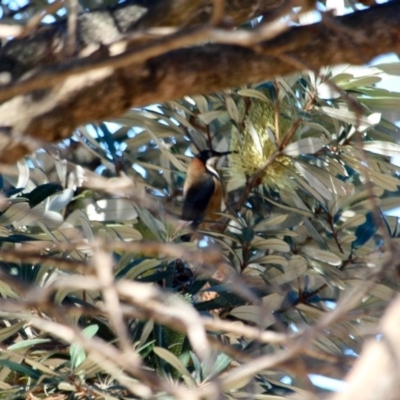 Acanthorhynchus tenuirostris (Eastern Spinebill) at Bournda Environment Education Centre - 8 May 2018 by RossMannell