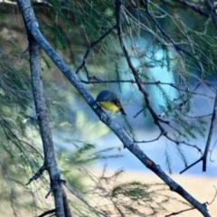 Eopsaltria australis (Eastern Yellow Robin) at Wallagoot, NSW - 8 May 2018 by RossMannell