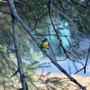 Eopsaltria australis at Bournda National Park - 8 May 2018 10:14 AM