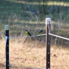 Eopsaltria australis at Bournda National Park - 8 May 2018