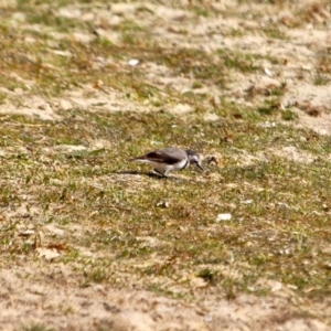 Epthianura albifrons at Wallagoot, NSW - 8 May 2018