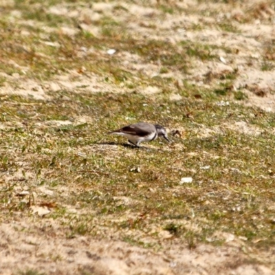 Epthianura albifrons (White-fronted Chat) at Bournda Environment Education Centre - 8 May 2018 by RossMannell