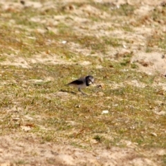 Epthianura albifrons at Wallagoot, NSW - 8 May 2018