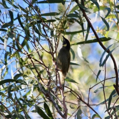 Meliphaga lewinii (Lewin's Honeyeater) at Wallagoot, NSW - 8 May 2018 by RossMannell