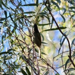 Meliphaga lewinii at Wallagoot, NSW - 8 May 2018 11:16 AM