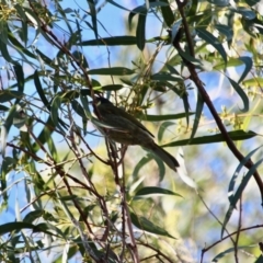 Meliphaga lewinii at Wallagoot, NSW - 8 May 2018 11:16 AM