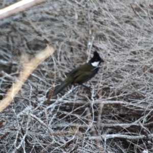 Psophodes olivaceus at Bournda National Park - 8 May 2018 10:41 AM