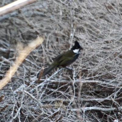 Psophodes olivaceus (Eastern Whipbird) at Bournda Environment Education Centre - 8 May 2018 by RossMannell