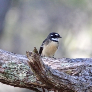 Rhipidura albiscapa at Bournda National Park - 8 May 2018