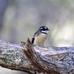 Rhipidura albiscapa (Grey Fantail) at Wallagoot, NSW - 8 May 2018 by RossMannell