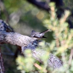 Rhipidura albiscapa at Bournda National Park - 8 May 2018