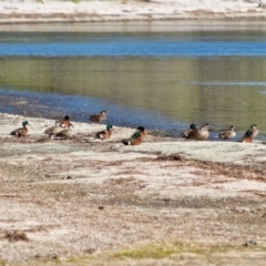 Anas castanea (Chestnut Teal) at Bournda National Park - 8 May 2018 by RossMannell