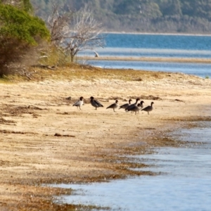 Chenonetta jubata at Wallagoot, NSW - 8 May 2018