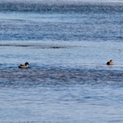 Chenonetta jubata at Wallagoot, NSW - 8 May 2018