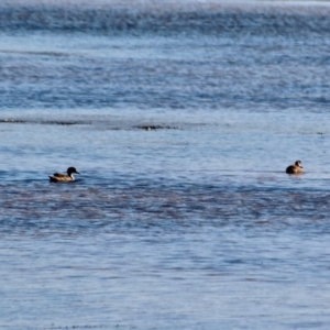 Chenonetta jubata at Wallagoot, NSW - 8 May 2018