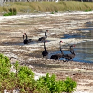 Cygnus atratus at Bournda, NSW - 8 May 2018