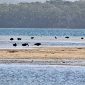 Cygnus atratus at Bournda, NSW - 8 May 2018