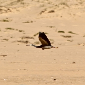 Egretta novaehollandiae at Wallagoot, NSW - 8 May 2018