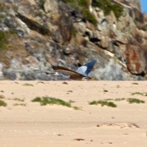 Egretta novaehollandiae at Wallagoot, NSW - 8 May 2018