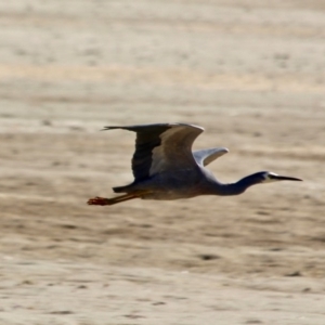 Egretta novaehollandiae at Wallagoot, NSW - 8 May 2018