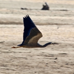 Egretta novaehollandiae at Wallagoot, NSW - 8 May 2018