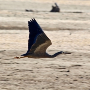 Egretta novaehollandiae at Wallagoot, NSW - 8 May 2018