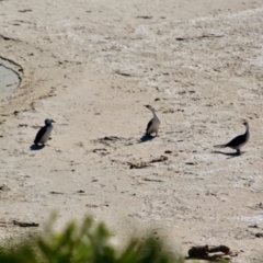 Microcarbo melanoleucos at Wallagoot, NSW - 8 May 2018