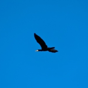 Phalacrocorax carbo at Wallagoot, NSW - 8 May 2018 01:29 PM