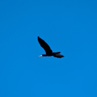 Phalacrocorax carbo (Great Cormorant) at Bournda Environment Education Centre - 8 May 2018 by RossMannell