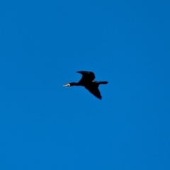 Phalacrocorax carbo at Wallagoot, NSW - 8 May 2018 01:29 PM