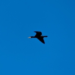 Phalacrocorax carbo at Wallagoot, NSW - 8 May 2018