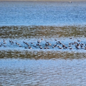 Poliocephalus poliocephalus at Wallagoot, NSW - 8 May 2018