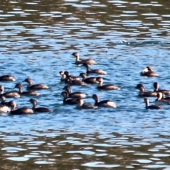 Poliocephalus poliocephalus at Wallagoot, NSW - 8 May 2018