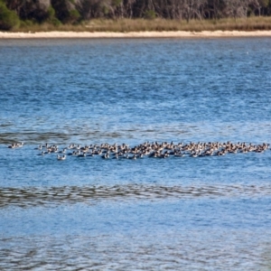 Poliocephalus poliocephalus at Wallagoot, NSW - 8 May 2018