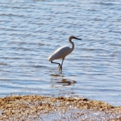 Egretta garzetta (Little Egret) at Bournda Environment Education Centre - 8 May 2018 by RossMannell